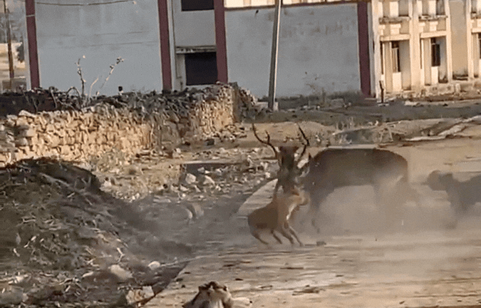 गांव में घुसे हिरण पर कुत्तों के झुंड ने किया हमला, बच्चों और ग्रामीणों ने बचाई जान &nbsp;