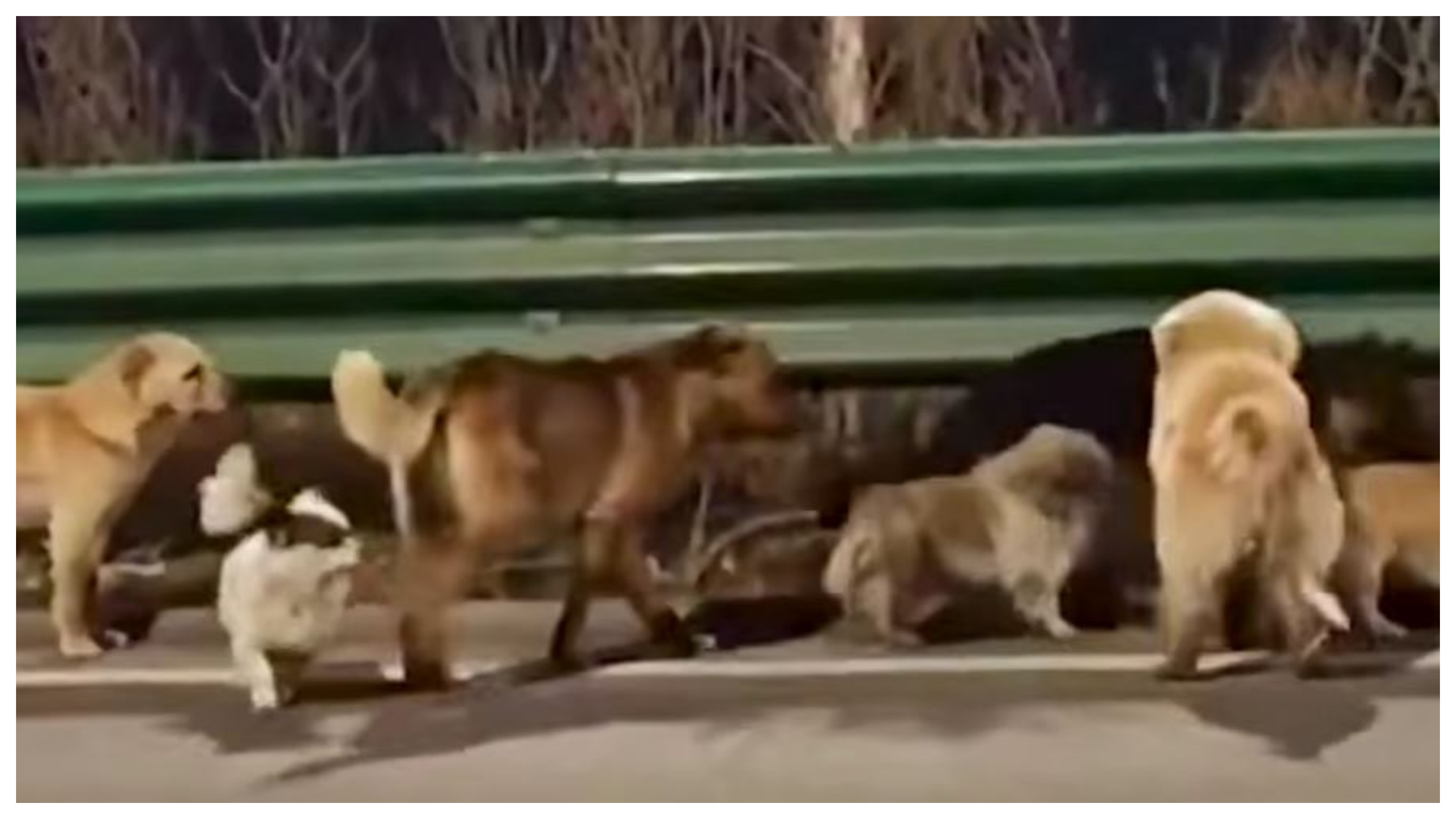 Heart Touching Moment! Seven Dogs Travel 17 Km To Return Home After Escaping Thieves