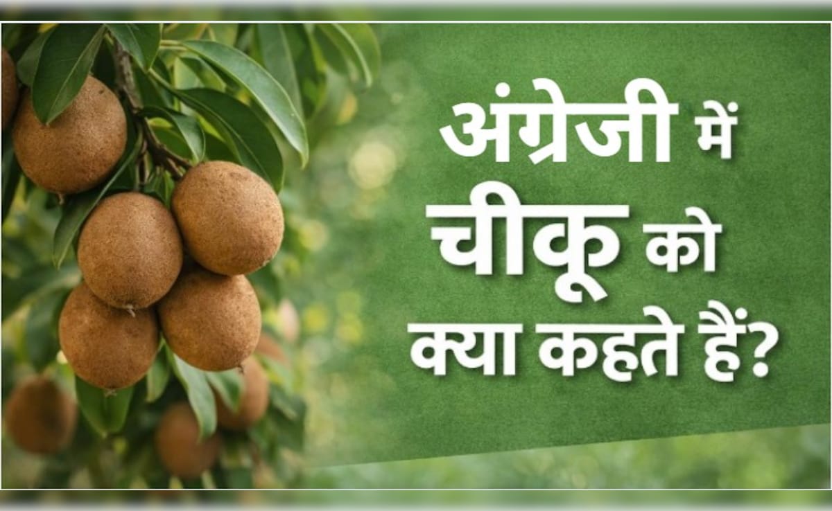 चीकू को इंग्लिश में क्या कहते हैं? इसका नाम ही नहीं फायदे भी घूमा देंगे सिर!