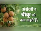 चीकू को इंग्लिश में क्या कहते हैं? इसका नाम ही नहीं फायदे भी घूमा देंगे सिर!