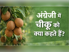 चीकू को इंग्लिश में क्या कहते हैं? इसका नाम ही नहीं फायदे भी घूमा देंगे सिर!