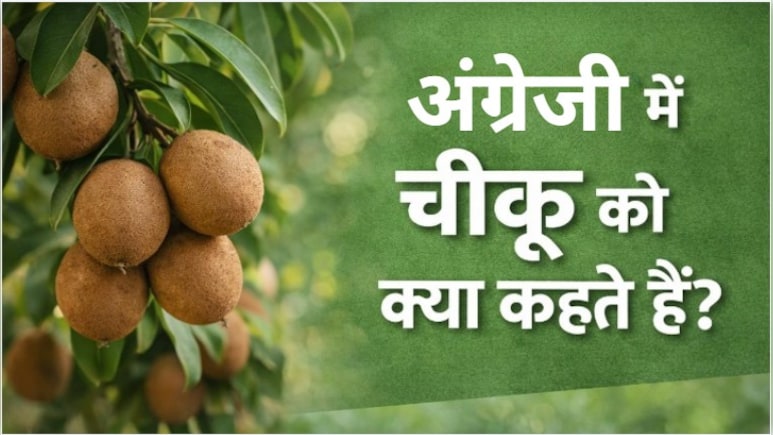 चीकू को इंग्लिश में क्या कहते हैं? इसका नाम ही नहीं फायदे भी घूमा देंगे सिर!