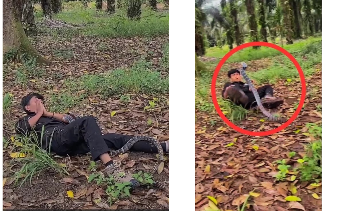 'यमराज' को छूकर 'टच मी टच मी' खेल रहा था लड़का! सांप ने जब छाती पर चढ़कर फैलाया फन, तो जोड़ने लगा हाथ-पैर