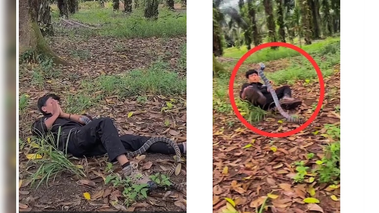 'यमराज' को छूकर 'टच मी टच मी' खेल रहा था लड़का! सांप ने जब छाती पर चढ़कर फैलाया फन, तो जोड़ने लगा हाथ-पैर