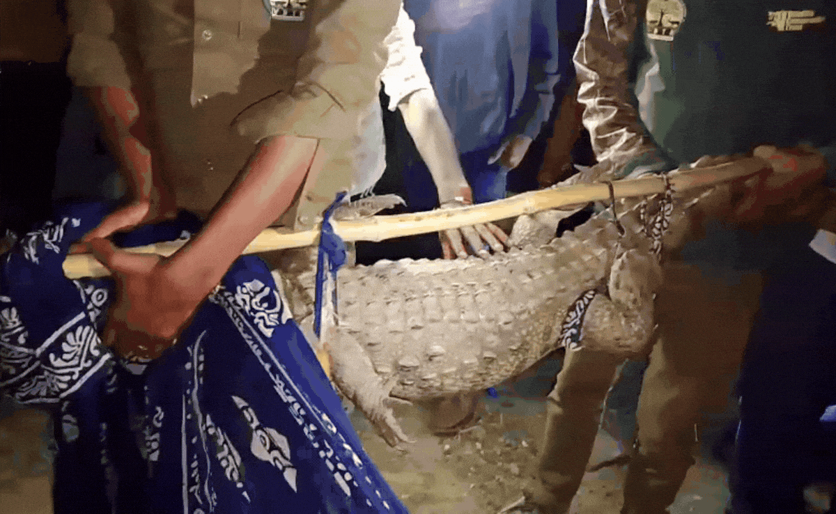 VIDEO: घर के बाथरूम में घुसा 7 फीट लंबा मगरमच्छ, गेट खोलते ही घरवालों की निकल गई चीख