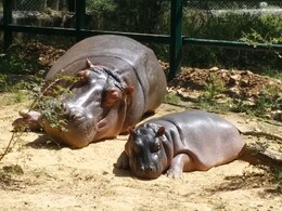 Jaipur News: नाहरगढ़ बायोलॉजिकल पार्क में गूंजी किलकारी, मादा हिप्पो &lsquo;राजकुमारी&rsquo; ने दिया शावक को जन्म&nbsp;