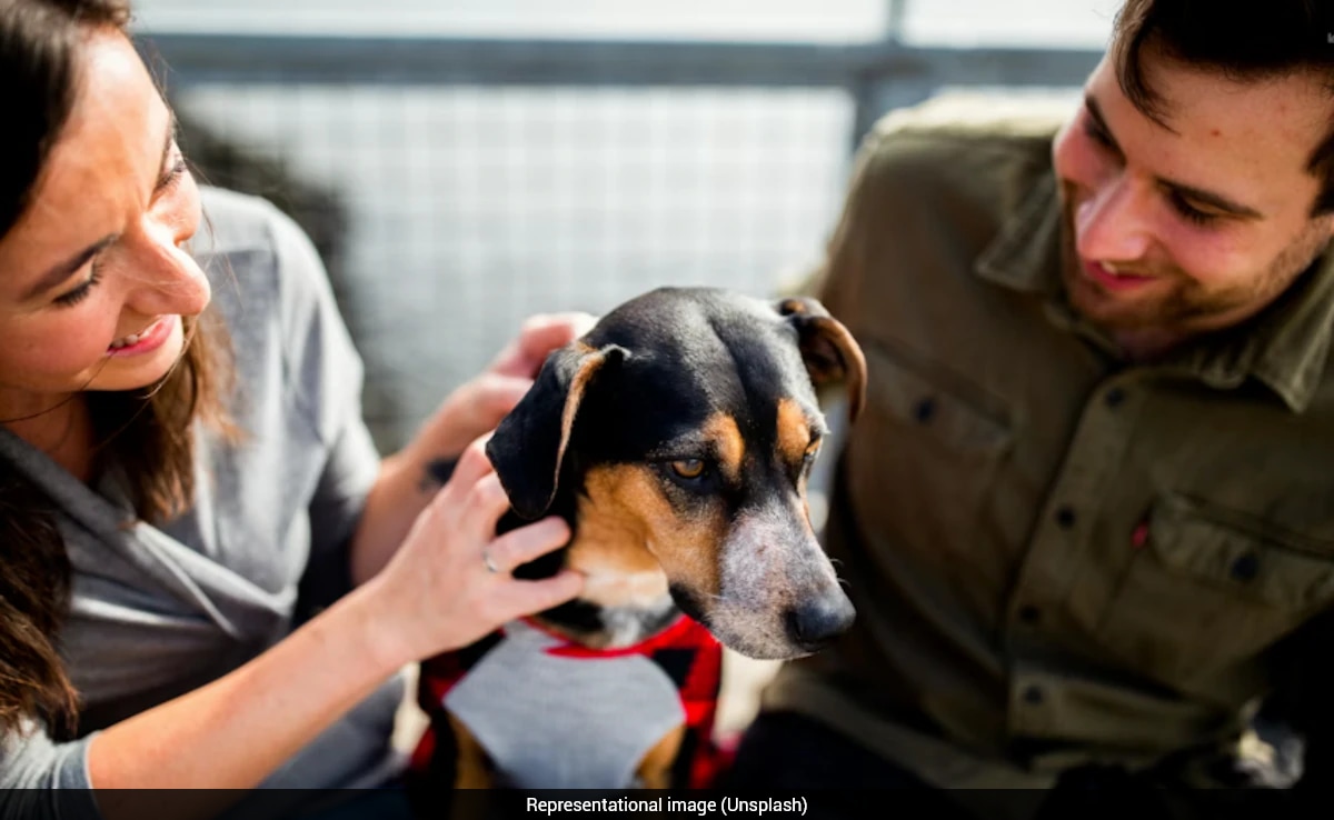 The Art of Baking: From Classic Bread to Artisan Pastries