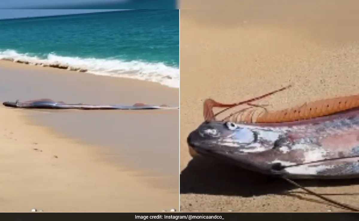 Rare ‘Doomsday Fish’ Sighting In Mexico Sparks Concern, Video Goes Viral