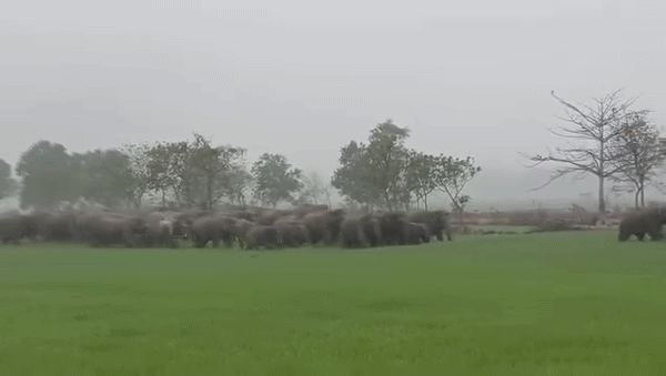 ओडिशा के मयूरभंज में मानव बस्तियों में 100 से ज्यादा हाथियों ने बरपाया कहर, खौफ में लोग