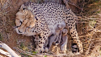 'Cheetahs Cross Hal-Century': India's Population In Wild Tops 50 As Jwala Gives Birth To Five Cubs At Kuno