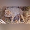 'Cheetahs Cross Hal-Century': India's Population In Wild Tops 50 As Jwala Gives Birth To Five Cubs At Kuno
