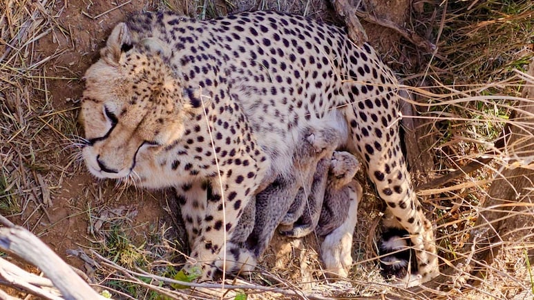 'Cheetahs Cross Half-Century': India's Population In Wild Tops 50 As Jwala Gives Birth To Five Cubs At Kuno