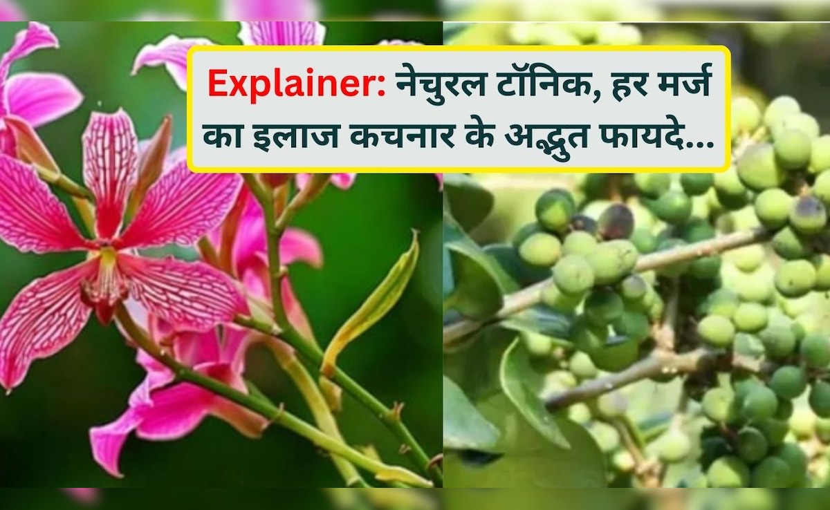 Explainer: अब महंगे टॉनिक भूल जाइए, खेत-खलिहानों में उगने वाला कचनार ही है असली नेचुरल एंटीबायोटिक