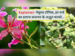 Explainer: अब महंगे टॉनिक भूल जाइए, खेत-खलिहानों में उगने वाला कचनार ही है असली नेचुरल एंटीबायोटिक
