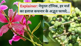 Explainer: अब महंगे टॉनिक भूल जाइए! खेत-खलिहानों में उगने वाला कचनार ही है असली नेचुरल एंटीबायोटिक