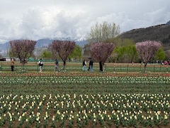 Asia's Largest Tulip Festival Kicks Off Amid Fresh Snow In Srinagar Hills, 10,000 Tourists Stop By On Day 1