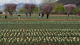 Asia's Largest Tulip Festival Kicks Off Amid Fresh Snow In Srinagar Hills, 10,000 Tourists Stop By On Day 1