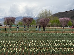 Asia's Largest Tulip Festival Kicks Off Amid Fresh Snow In Srinagar Hills, 10,000 Tourists Stop By On Day 1