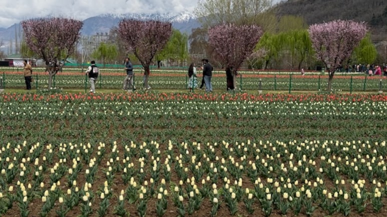 Asia's Largest Tulip Festival Kicks Off Amid Fresh Snow In Srinagar Hills, 10,000 Tourists Stop By On Day 1
