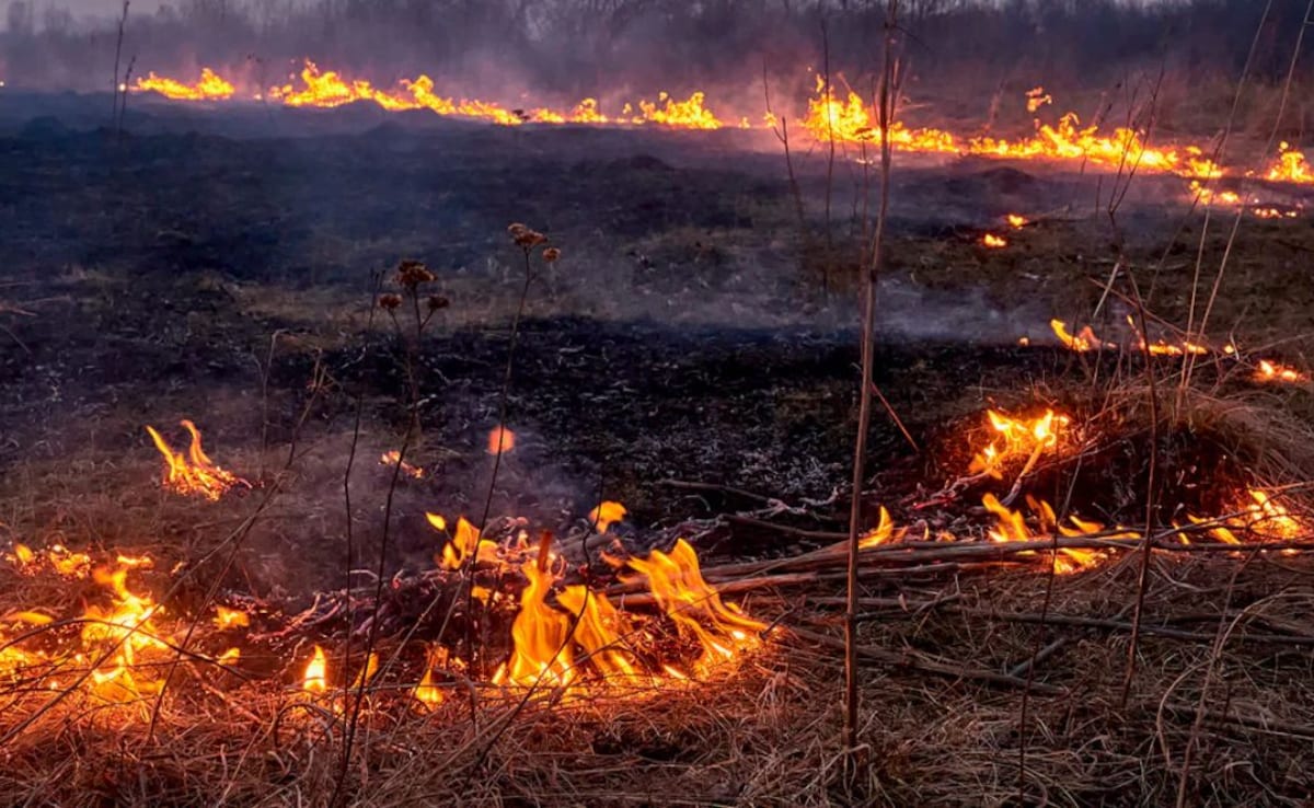 Haryana News: रेवाड़ी में कैंसर पीड़ित किसान के सपनों पर फिरा पानी, बेटी की शादी के लिए रखी  तीन एकड़ फसल जलकर राख