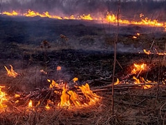 Haryana News: रेवाड़ी में कैंसर पीड़ित किसान के सपनों पर फिरा पानी, बेटी की शादी के लिए रखी  तीन एकड़ फसल जलकर राख