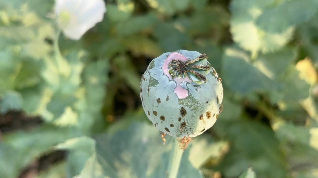 bjp leader vinayak tamrakar arrested durg opium farming case