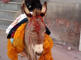 राजस्थान में आज गधों की हो गई बल्ले-बल्ले, तरह-तरह के पकवान खिलाकर महिलाओं ने लिया आशीर्वाद&nbsp;