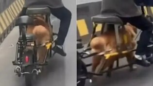 बाइक चलाने के लिए कुत्ते को बनाया इंजन! चीन का Video देख सोशल मीडिया पर भड़के लोग