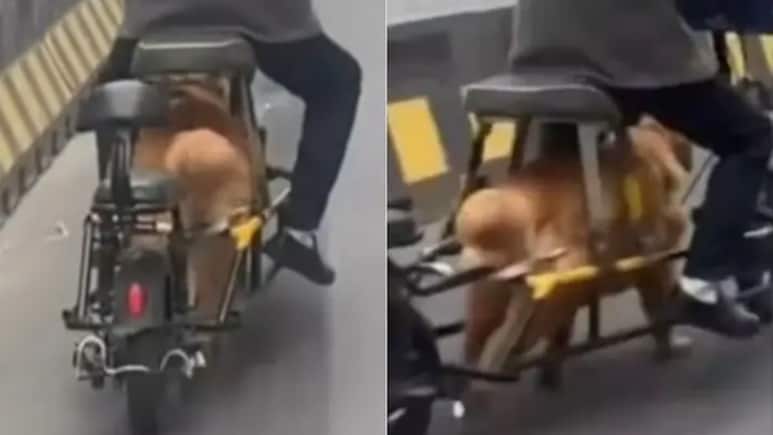 बाइक चलाने के लिए कुत्ते को बनाया इंजन! चीन का Video देख सोशल मीडिया पर भड़के लोग