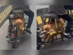 बाइक चलाने के लिए कुत्ते को बनाया इंजन! चीन का Video देख सोशल मीडिया पर भड़के लोग