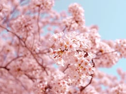 Forget Japan! Here's Where You Can Find Cherry Blossoms In Spain