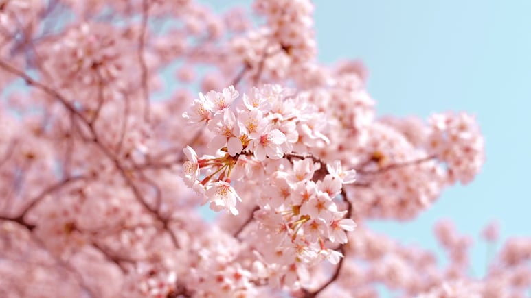 Forget Japan! Here's Where You Can Find Cherry Blossoms In Spain