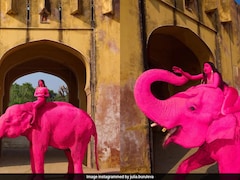 क्या 'गुलाबी' फोटोशूट की वजह से हुई जयपुर के हाथी चंचल की मौत? पोस्टमार्टम रिपोर्ट में बड़ा खुलासा