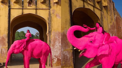 'गुलाबी' फोटोशूट या कुछ और?  खुल गया जयपुर के चंचल हाथी की मौत का राज