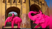 Jaipur's Pink Elephant Died Of Cardiac Failure, Postmortem Confirms, Animal Lovers Seek Ban On Elephant Safari
