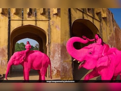 Jaipur's Pink Elephant Died Of Cardiac Failure, Postmortem Confirms, Animal Lovers Seek Ban On Elephant Safari