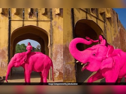 Jaipur's Pink Elephant Died Of Cardiac Failure, Postmortem Confirms, Animal Lovers Seek Ban On Elephant Safari