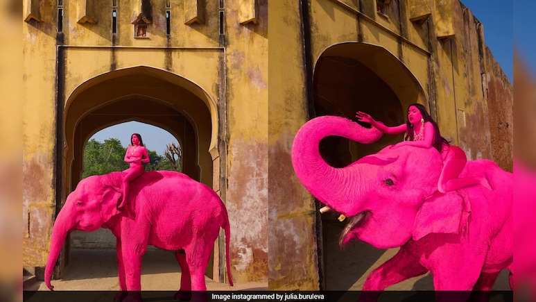 Jaipur's Pink Elephant Died Of Cardiac Failure, Postmortem Confirms, Animal Lovers Seek Ban On Elephant Safari