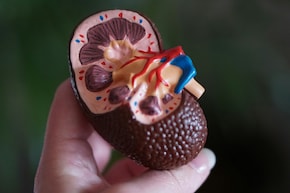 किडनी ठीक रखने के लिए क्या खाना चाहिए? जानें डॉक्टर की सुझाई हुई डाइट&nbsp;