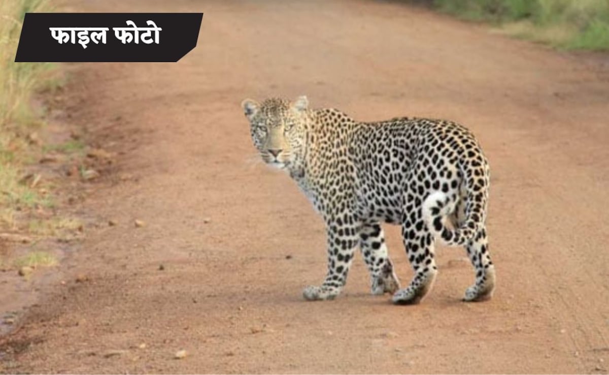 मुरादाबाद में बच्चे को बचाने के लिए तेंदुए से जा भिड़ी मां, जबड़े से छीन लाई जिंदगी