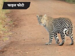 मुरादाबाद में बच्चे को बचाने के लिए तेंदुए से जा भिड़ी मां, जबड़े से छीन लाई जिंदगी