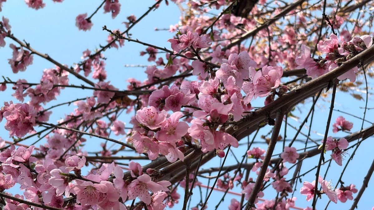 Anand Mahindra Spotlights Uttarakhand Spring Festival Phool Dei In New Post