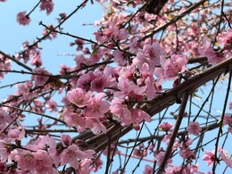 Anand Mahindra Spotlights Uttarakhand Spring Festival Phool Dei In New Viral Post