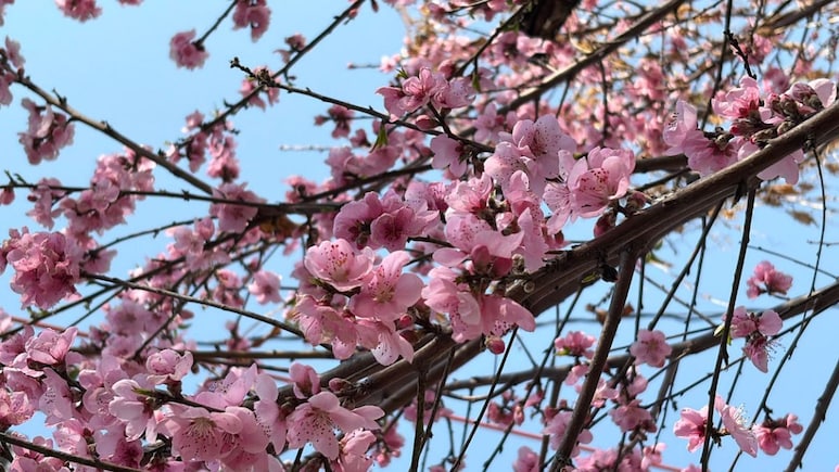 Anand Mahindra Spotlights Uttarakhand Spring Festival Phool Dei In New Viral Post