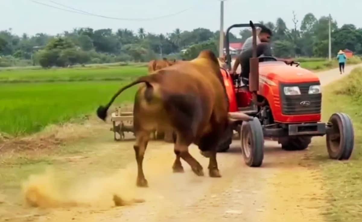 फौलादी सांड का कहर! लोहे के ट्रैक्टर को तिनके की तरह हवा में उछाला, चाबी छोड़ जान बचाकर सरपट दौड़ा ड्राइवर