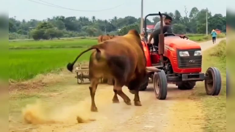 फौलादी सांड का कहर! लोहे के ट्रैक्टर को तिनके की तरह हवा में उछाला, चाबी छोड़ जान बचाकर सरपट दौड़ा ड्राइवर