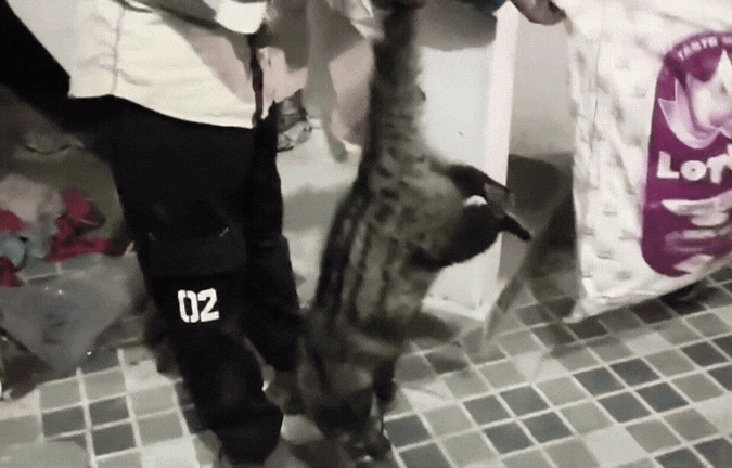 VIDEO: घर में घुसा दुर्लभ कबर बिज्जू! देखें रेस्क्यू का खतरनाक वीडियो&nbsp;