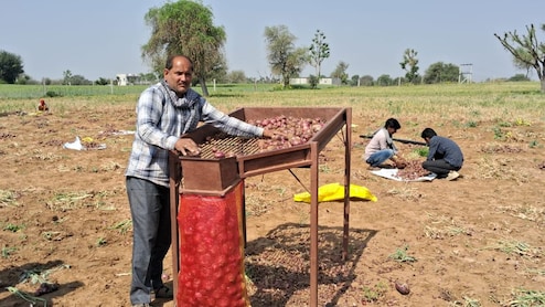 Rajasthan:शेखावाटी के मीठे लाल प्याज ने किसानों के निकाले आंसू,  बंपर फसल के बावजूद मुनाफे की उम्मीदें टूटी