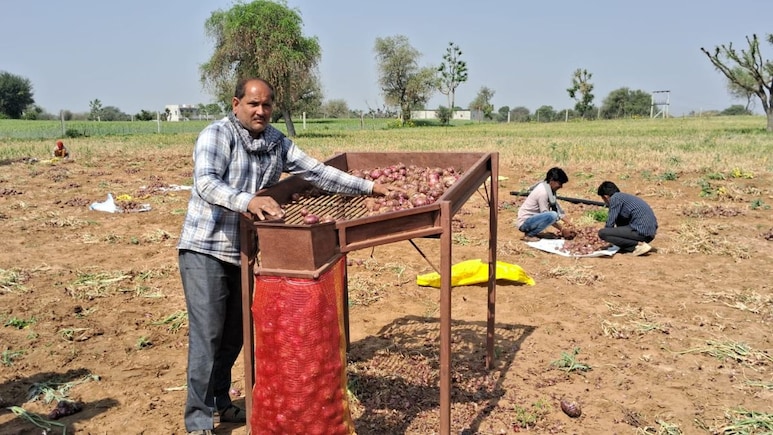 Rajasthan:शेखावाटी के मीठे लाल प्याज ने किसानों के निकाले आंसू,  बंपर फसल के बावजूद मुनाफे की उम्मीदें टूटी