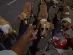 Delivery Rider Feeds Stray Dogs After Customer's Request, Internet Reacts